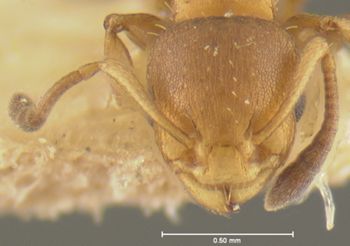 Media type: image; Entomology 22904   Aspect: head frontal view